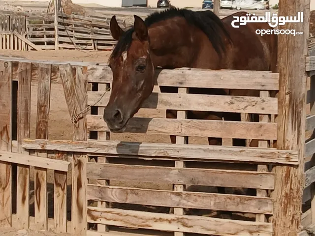 للبيع 2 فرس مع جوازات ميلادهم الاصليه المعتمده