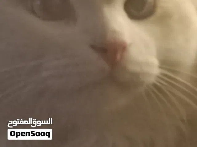 قطط شيرازي روسي بيور و شيرازي تركي بيور