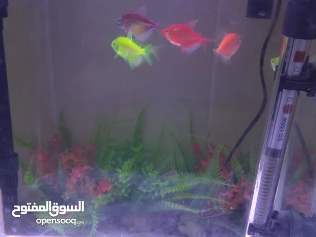 حوض سمك معا سمك زينه من نوع التترا مميز