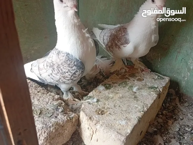 السلام عليكم