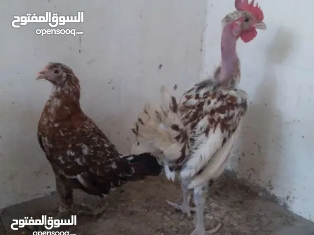 دجاج عرب الرس القديم ورد الباكله