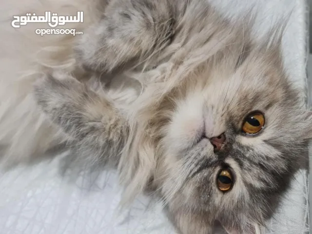 للتبني بدون مقابل