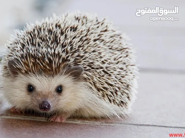 للبيع قنفذ