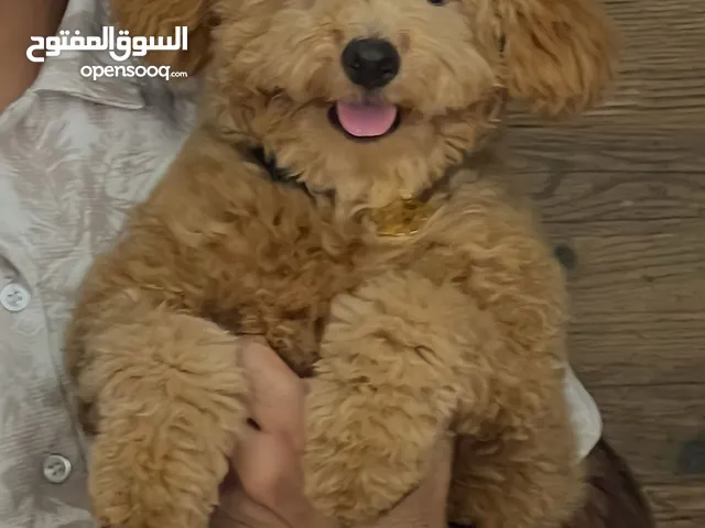 Pure Toy Poodle top breed توي بودل