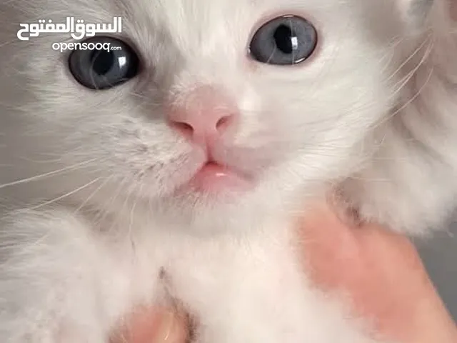 اعلان لقطه