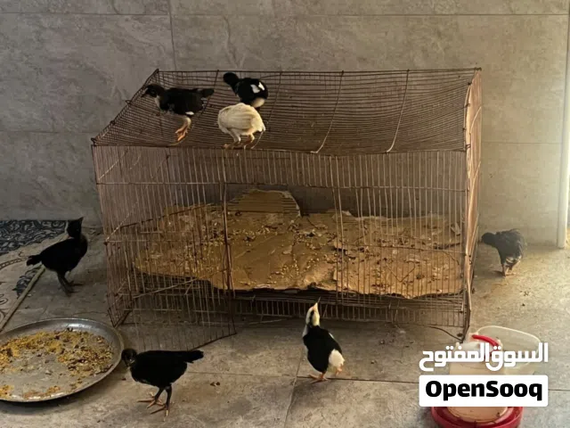 فراخ دجاج ملقحات عدد8شروه كامله