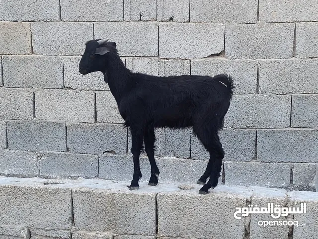 جدي فرنسي الله يبارك