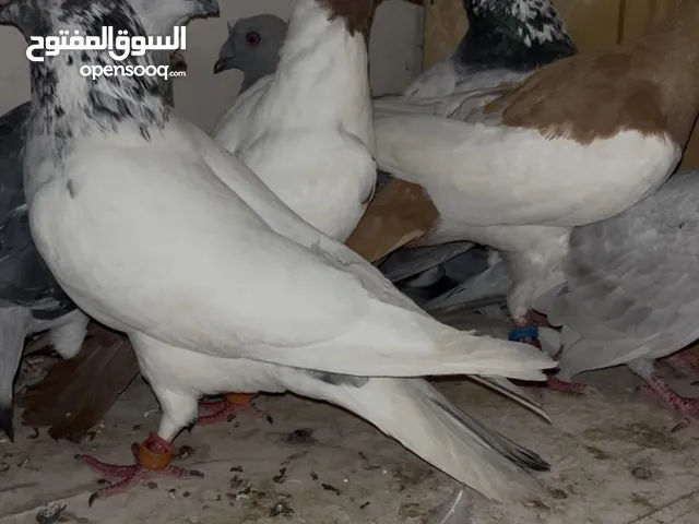 7 حبات طيور حمام للبدل على كنارات او للبيع