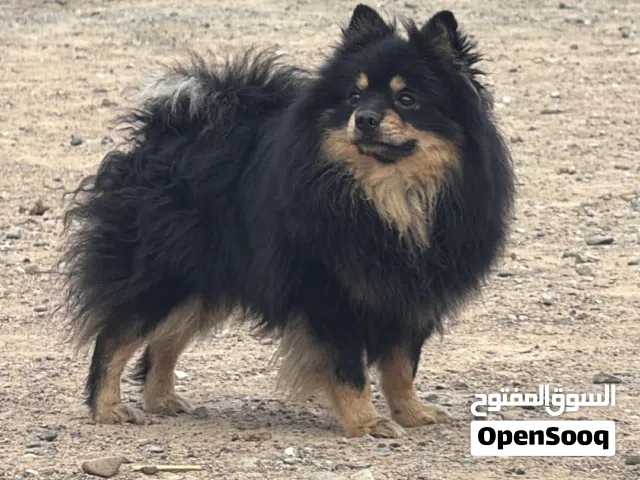 كلب  العمر فوق 11 شهر