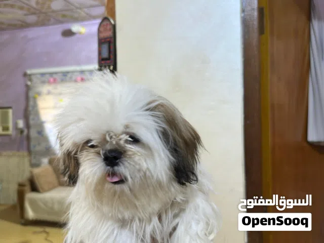 شيـدزو فول نقاوه    وبي مجال توصيل بصره فقط