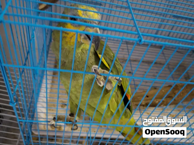 للبيع بغبغاء الامزون 250