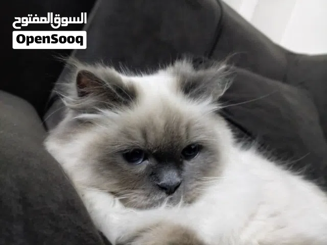 قط همالايا مع اغراضو للبيع