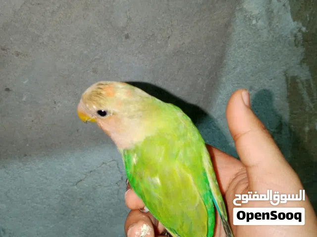 زوز بركديلو ذكوره بي حاله جيد واحد شبه مروض وتاني لا