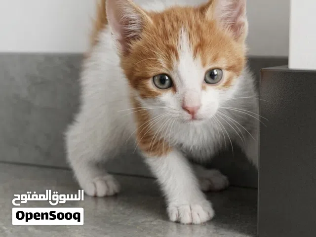 British longhair kitten