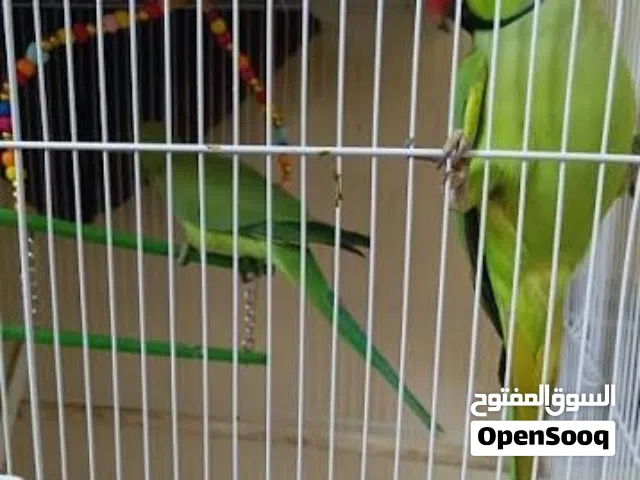 زوج بغبغاء مع ابنهم