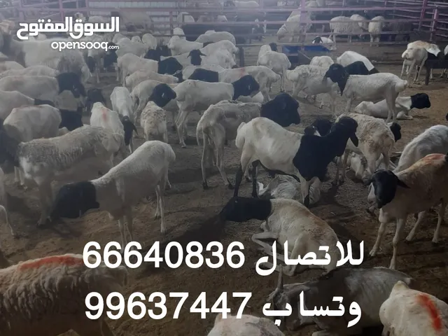 ذبايح صوماليه