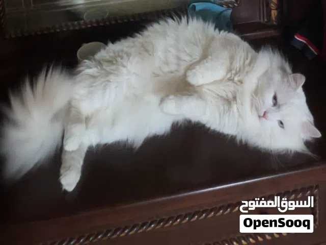 قط شرازي ابيض لتبني