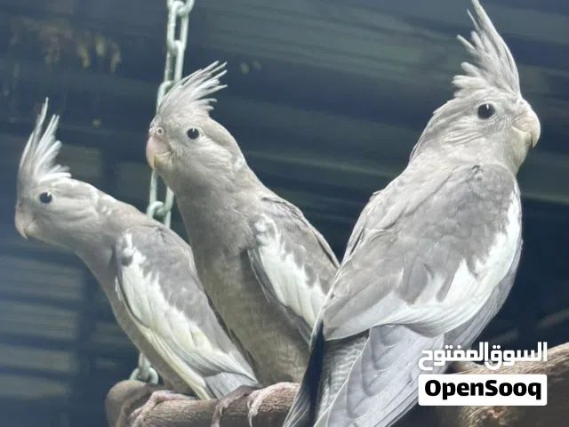 كوكتيل وايت فيس