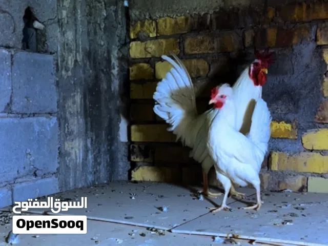 بيض دجاج افرك كويتي