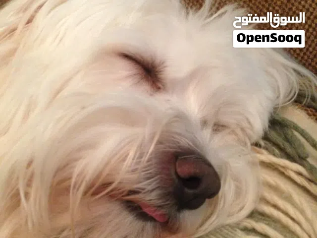 مالتيز (Maltese) أصلي
