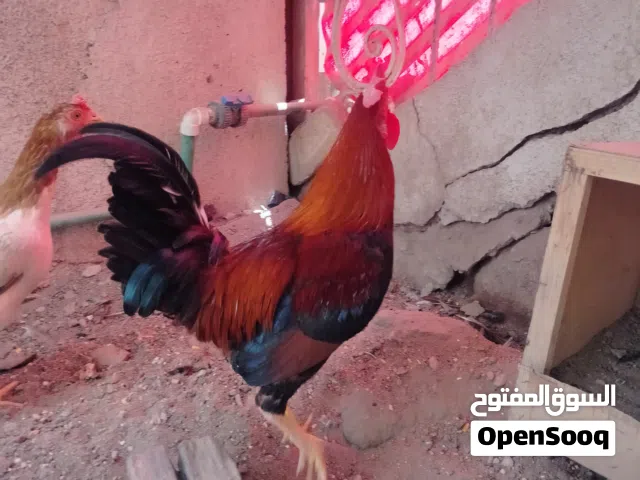 متاح ديج شمسي بي رس كويتي العمر 7 اشهر