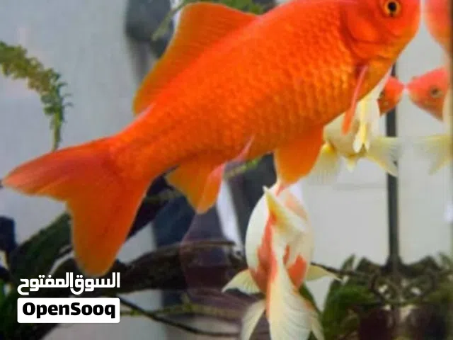 اسماك جولدفش احجام جميله والوان مميزة