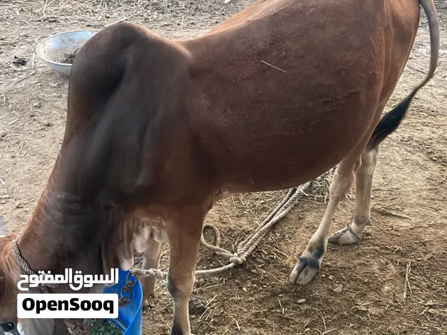 يوجد أبقار و عجاله