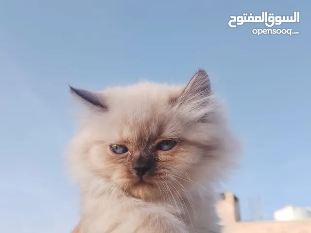 قطة هملايا بيور للبيع