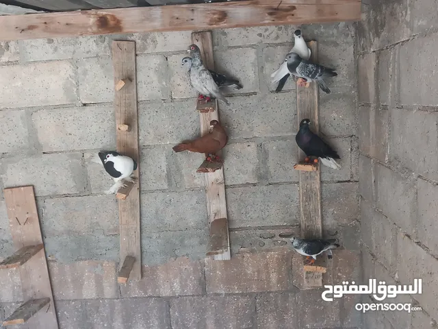 حمام البيع