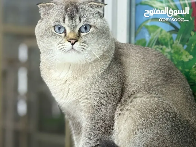 السلام عليكم ورحمة الله وبركاته. قط سكوتش فولد ذكر، 11 سنة، ملقّح بالكامل وجواز سفر، عمره سنة. بحالة