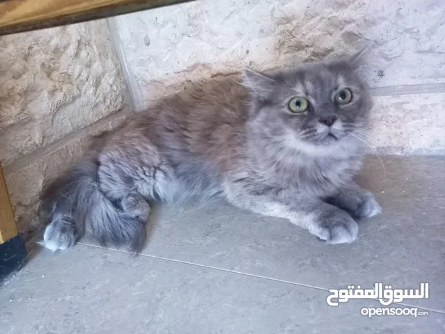 لكل محبين القطط والمهتمين بالقطط شيرازي للبيع