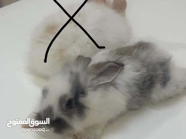 ارنب للبيع