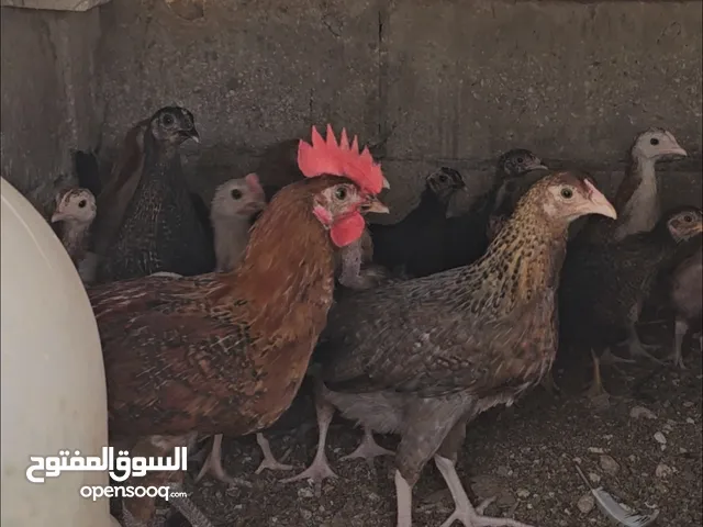 فرخات بلدي تفقيص قعادة اعمار مشكلة شهر / شهر نص / شهرين للبيع كوم كامل على 1.5 موجودات عند اشرات ا