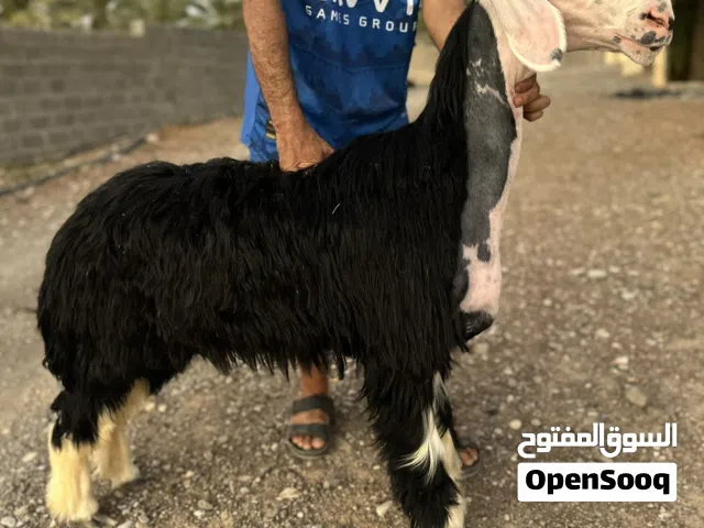حمله نجدية بيور فاخررره معرفه اللهم بارك