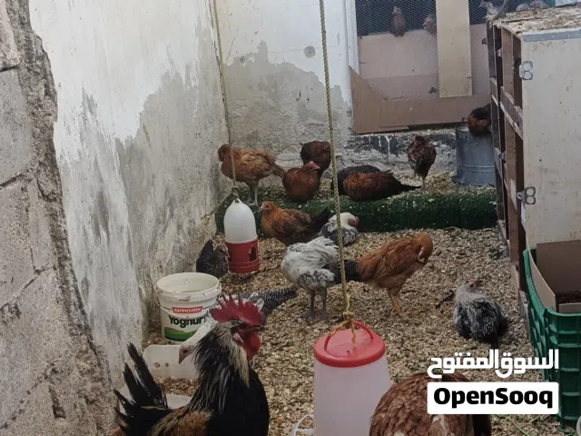 موجود صوص مشكل عدد 57 عمر من شهر ال شهر و 10 ايام يوجد ديوك عمر 4 ونص ل 6 شعور القرء الوصف