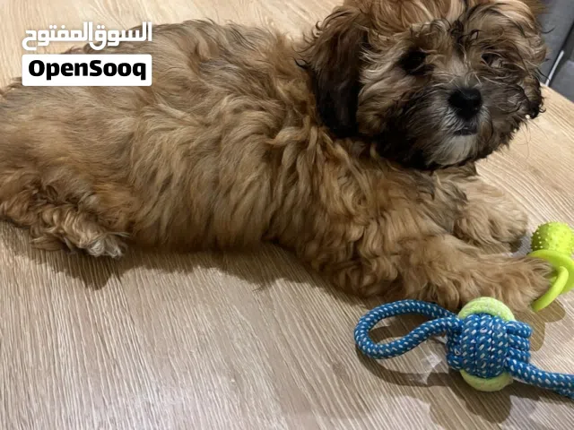 Shipoo Her mother poodle and father shihtzu 3 months vaccinated