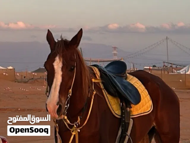 Fully Trained Horse with Complete Saddle – Ride Ready