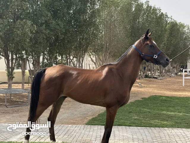 للبيع خصي استرالي