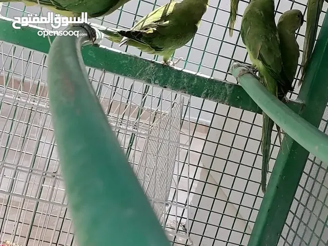 ميمتو دره اخضر الاسعار في الوصف لا يتواصل الجاد