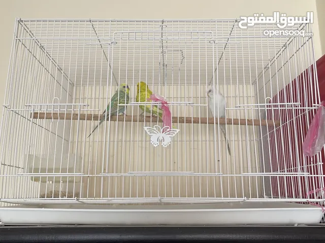 3طيور حب 2انثى و واحد ذكر