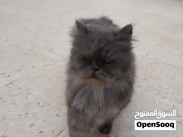 بس شيرازي لبيع