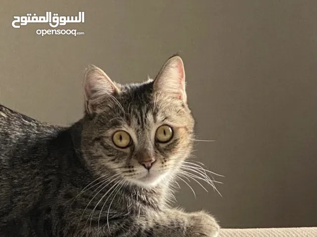 Free cat for adoption