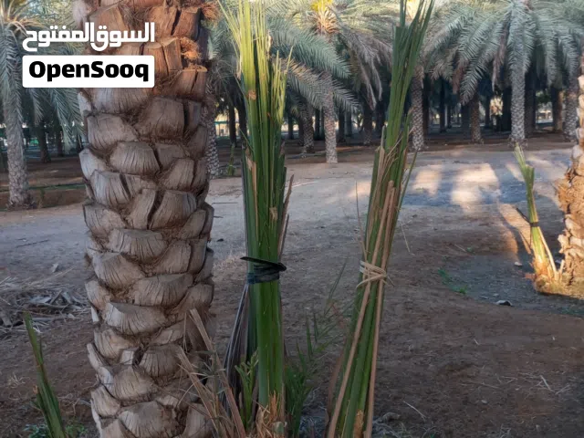 نخيل وفسايل