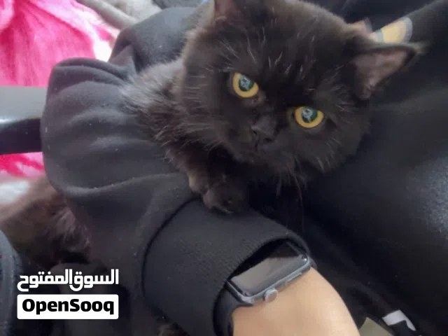 قط مكس هملايا ، شيرازي