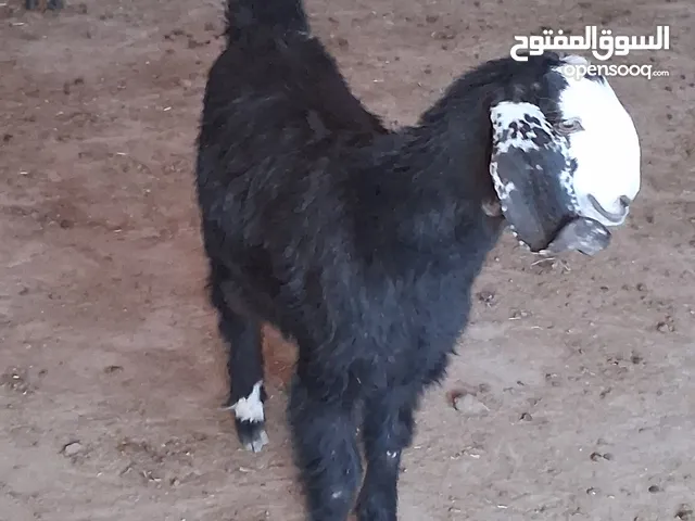 جديان عدد 3 وسخلة تيس عمر قريب السنه
