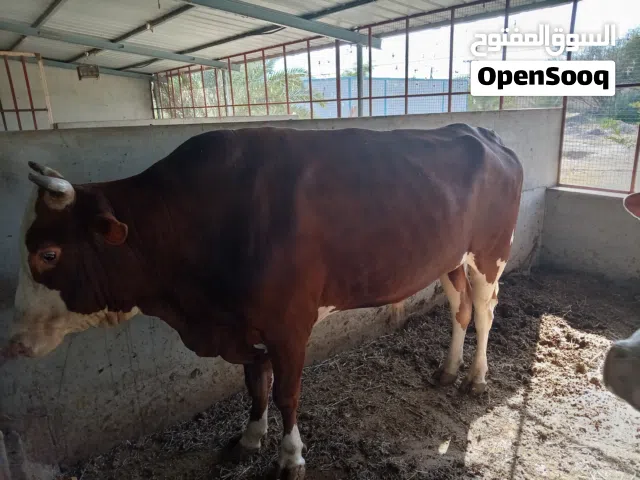 ثور نمساوي للبيع ب850