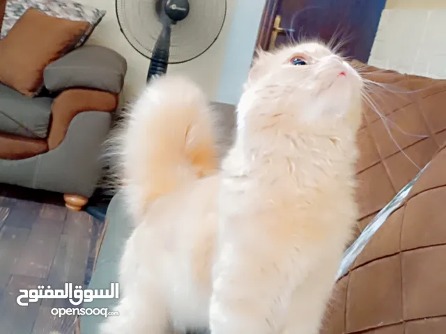ذكر سكوتش فولد ny12