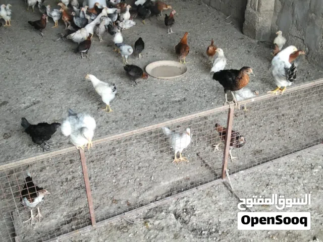 دجاج محلي عمر شهرين