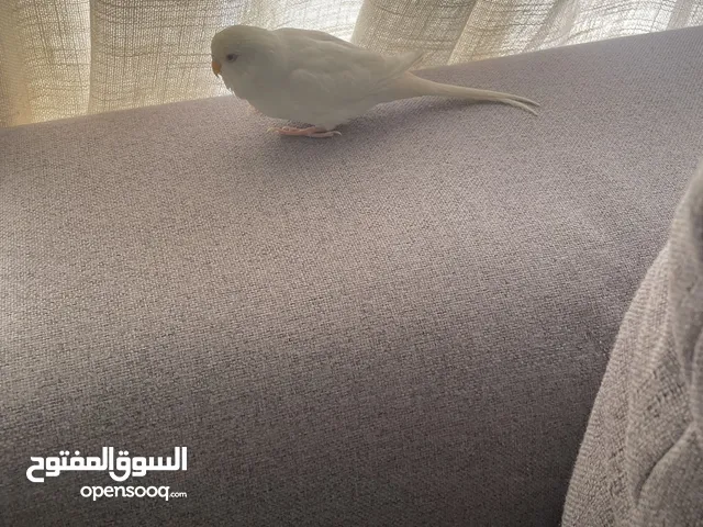 طير باجي آب 4 لون نادر