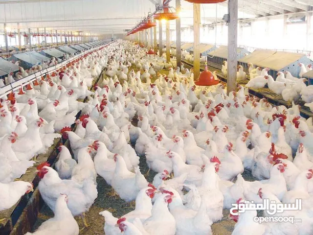 للبيع 3 فدان ملك على مشروع ناصر بالبحيره